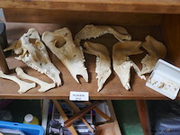 Sketetten van dierenkoppen - afbeelding 1 van  1