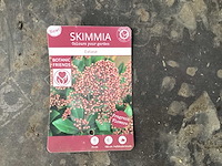 Skimmia (30x) - afbeelding 1 van  3