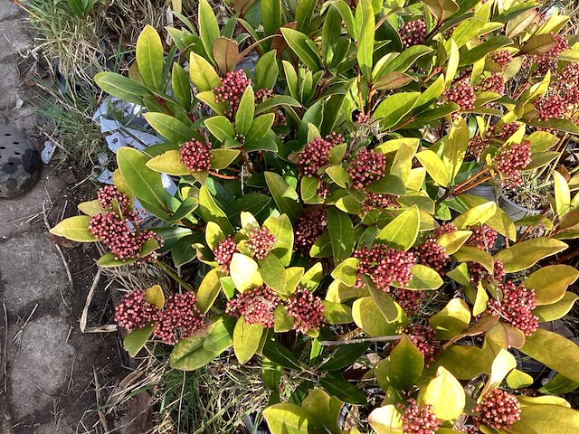 Skimmia (30x) - afbeelding 3 van  3