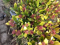 Skimmia (30x) - afbeelding 3 van  3