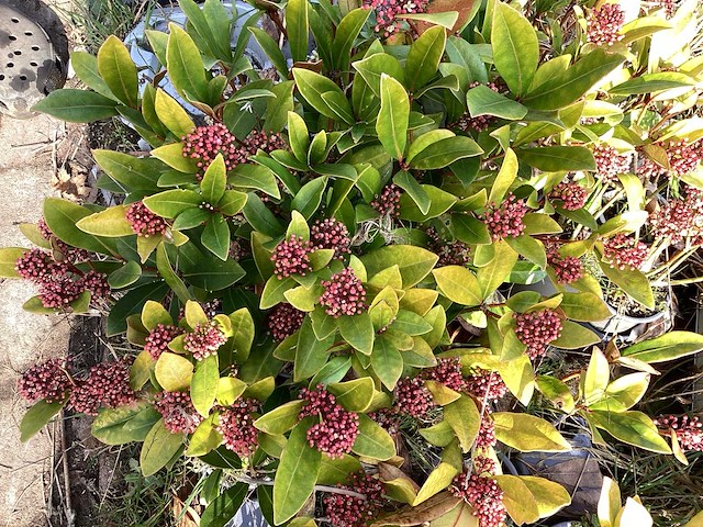 Skimmia (30x) - afbeelding 1 van  2