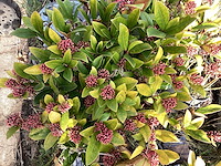 Skimmia (30x) - afbeelding 1 van  2