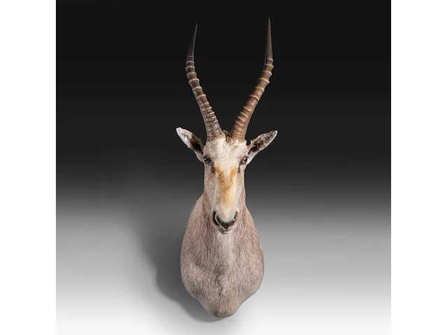 Soemmerring's gazelle (nanger soemmerringii) shoulder mount, taxidermy trophy, h 110 cm - afbeelding 1 van  3