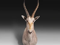 Soemmerring's gazelle (nanger soemmerringii) shoulder mount, taxidermy trophy, h 110 cm