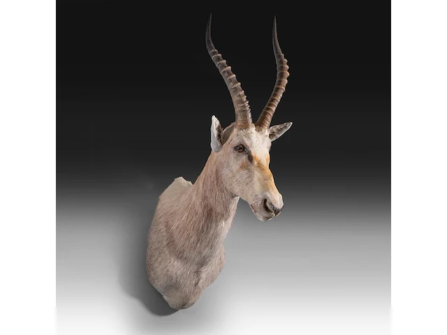 Soemmerring's gazelle (nanger soemmerringii) shoulder mount, taxidermy trophy, h 110 cm - afbeelding 2 van  3