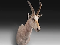 Soemmerring's gazelle (nanger soemmerringii) shoulder mount, taxidermy trophy, h 110 cm - afbeelding 2 van  3