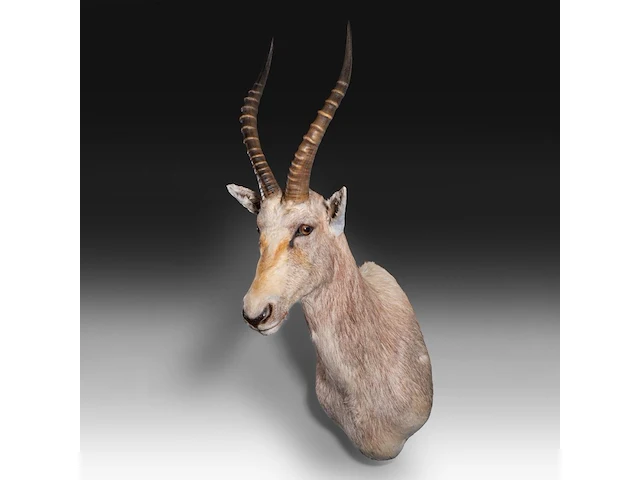 Soemmerring's gazelle (nanger soemmerringii) shoulder mount, taxidermy trophy, h 110 cm - afbeelding 3 van  3