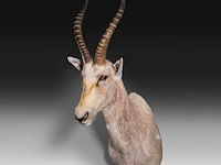 Soemmerring's gazelle (nanger soemmerringii) shoulder mount, taxidermy trophy, h 110 cm - afbeelding 3 van  3