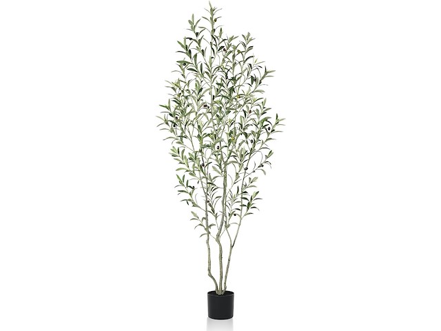 Soguyi olijfboom 1,80 m - afbeelding 1 van  4