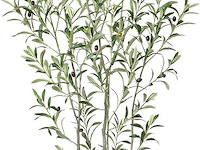 Soguyi olijfboom 1,80 m - afbeelding 1 van  4