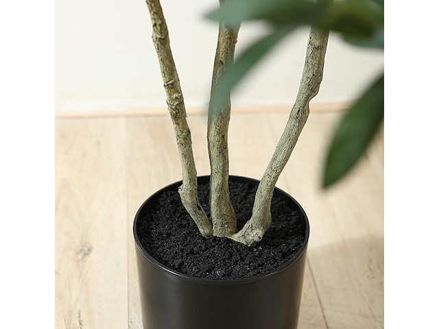 Soguyi olijfboom 1,80 m - afbeelding 2 van  4