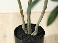 Soguyi olijfboom 1,80 m - afbeelding 2 van  4