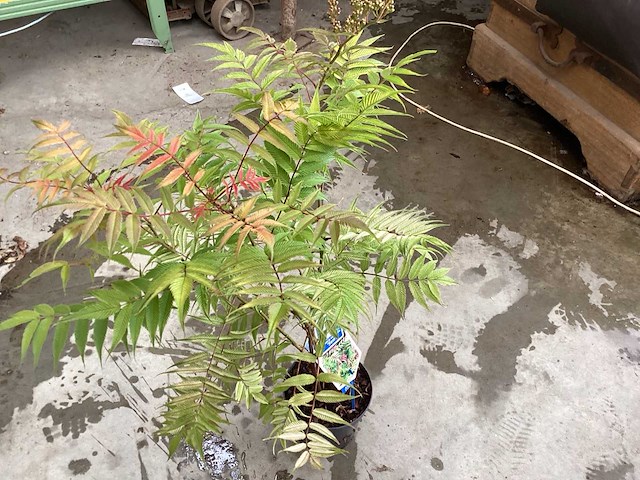 Sorbaria sorbifolia (24) - afbeelding 1 van  2