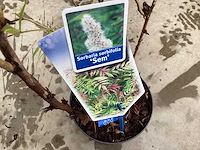 Sorbaria sorbifolia (24) - afbeelding 2 van  2