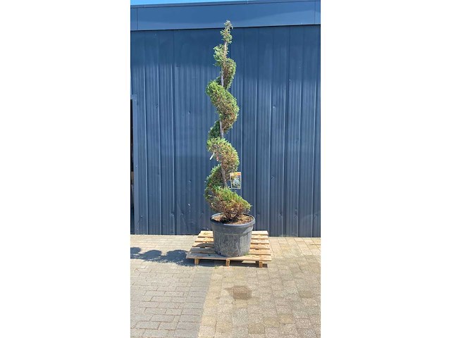 Spirale tuscany cypress 300-350cm vaste plant - afbeelding 2 van  3