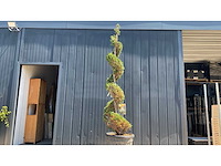 Spirale tuscany cypress 300-350cm vaste plant - afbeelding 1 van  3