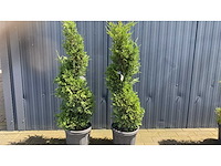 Spirale vaste plant (2x) - afbeelding 1 van  1