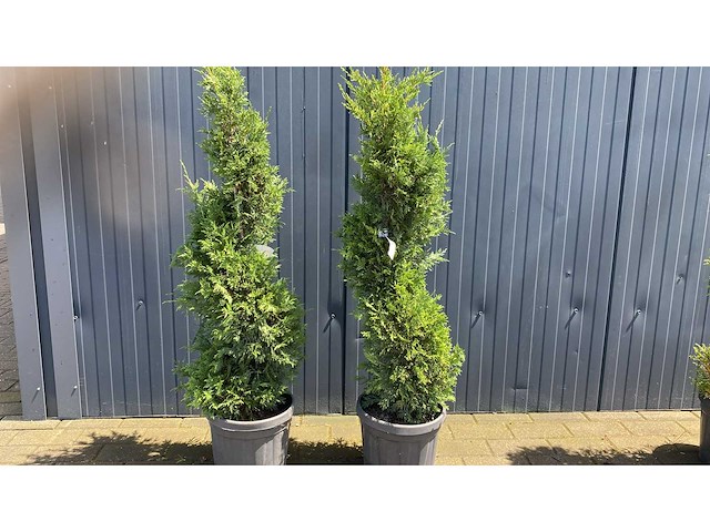 Spirale vaste plant (2x) - afbeelding 1 van  1