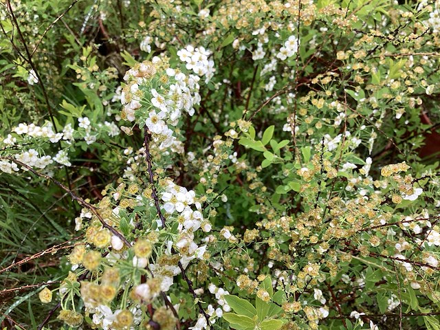 Spirea mix (x50) - afbeelding 1 van  2