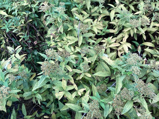 Spirea mix (x50) - afbeelding 2 van  3