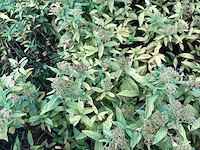Spirea mix (x50) - afbeelding 2 van  3