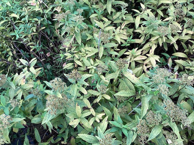 Spirea mix (x50) - afbeelding 3 van  3