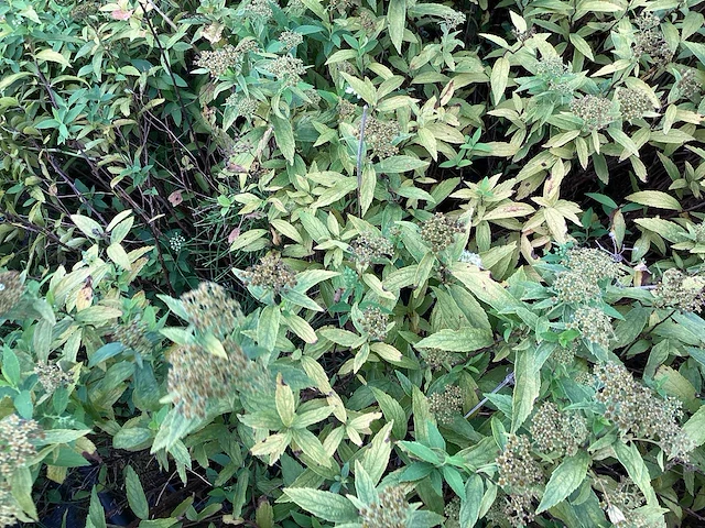 Spirea mix (x50) - afbeelding 4 van  4