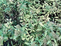 Spirea mix (x50) - afbeelding 4 van  4