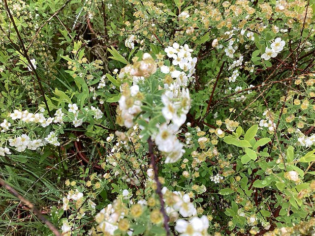 Spirea wit (x50) - afbeelding 2 van  2