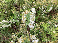 Spirea wit (x50) - afbeelding 2 van  2