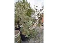 Split old skin dubbel - olive tree - afbeelding 1 van  8