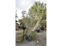 Split old skin dubbel - olive tree - afbeelding 2 van  8