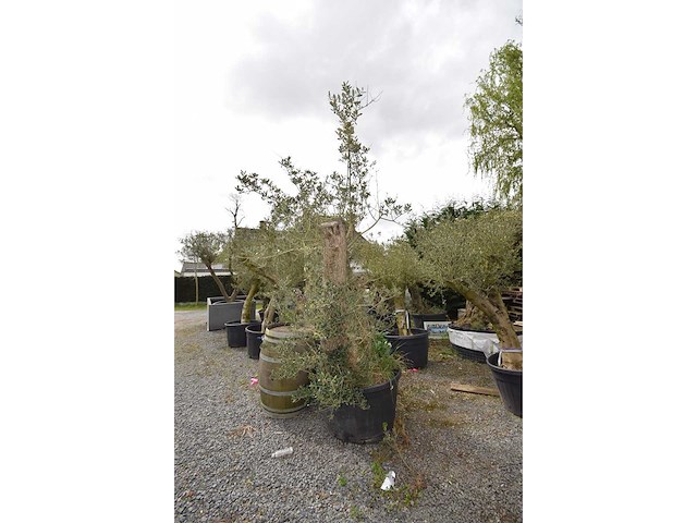 Split old skin dubbel - olive tree - afbeelding 3 van  8