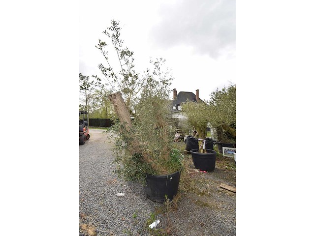 Split old skin dubbel - olive tree - afbeelding 4 van  8