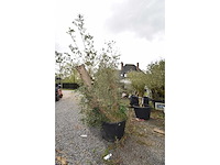 Split old skin dubbel - olive tree - afbeelding 4 van  8