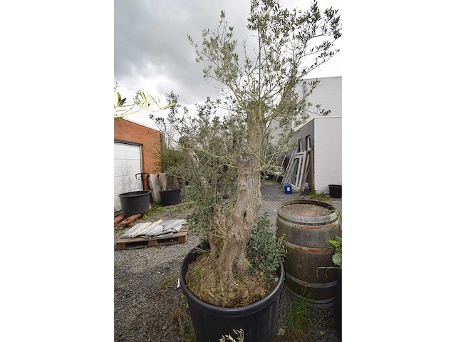 Split old skin dubbel - olive tree - afbeelding 5 van  8