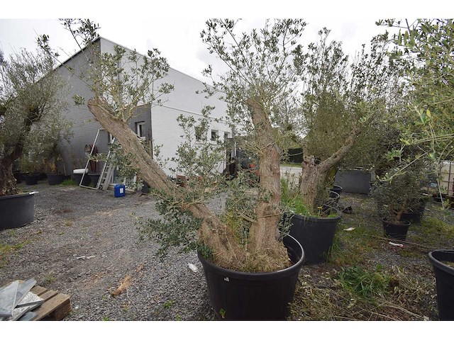 Split old skin dubbel - olive tree - afbeelding 6 van  8