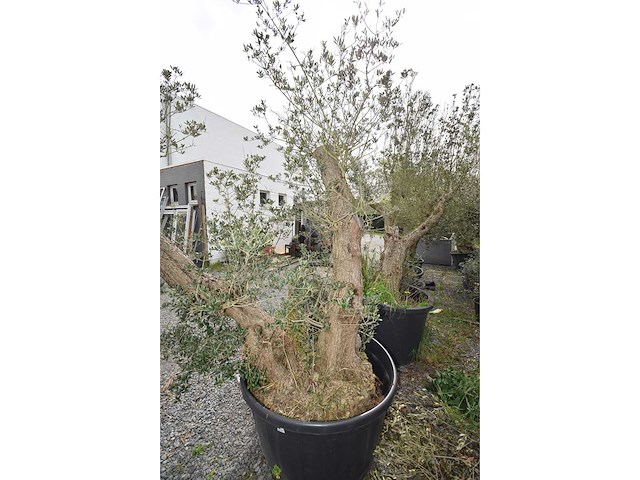 Split old skin dubbel - olive tree - afbeelding 7 van  8