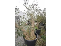 Split old skin dubbel - olive tree - afbeelding 7 van  8