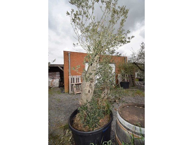 Split old skin dubbel - olive tree - afbeelding 8 van  8