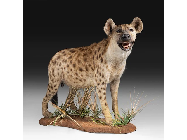 Spotted hyena (crocuta crocuta) full mount, taxidermy trophy, h 92 cm - afbeelding 1 van  9