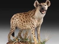 Spotted hyena (crocuta crocuta) full mount, taxidermy trophy, h 92 cm