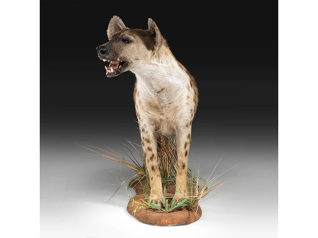 Spotted hyena (crocuta crocuta) full mount, taxidermy trophy, h 92 cm - afbeelding 2 van  9