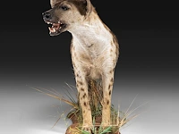 Spotted hyena (crocuta crocuta) full mount, taxidermy trophy, h 92 cm - afbeelding 2 van  9