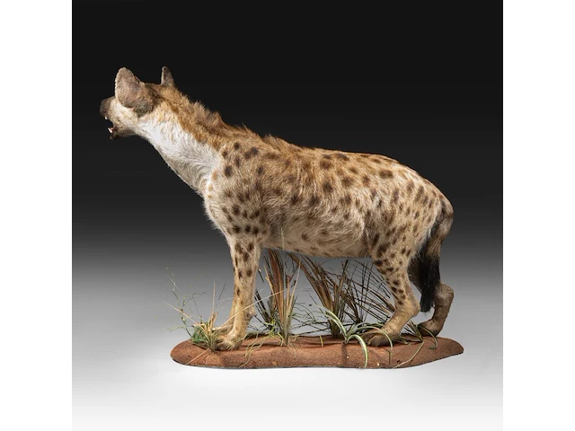 Spotted hyena (crocuta crocuta) full mount, taxidermy trophy, h 92 cm - afbeelding 3 van  9