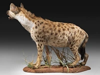 Spotted hyena (crocuta crocuta) full mount, taxidermy trophy, h 92 cm - afbeelding 3 van  9