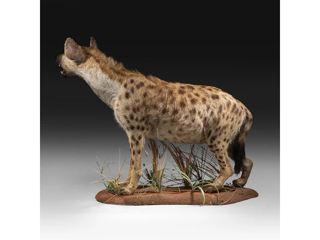 Spotted hyena (crocuta crocuta) full mount, taxidermy trophy, h 92 cm - afbeelding 4 van  9