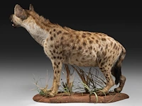 Spotted hyena (crocuta crocuta) full mount, taxidermy trophy, h 92 cm - afbeelding 4 van  9