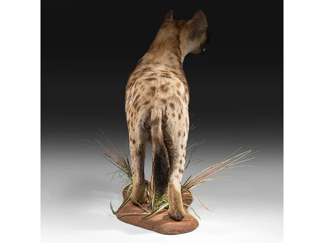 Spotted hyena (crocuta crocuta) full mount, taxidermy trophy, h 92 cm - afbeelding 5 van  9