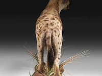 Spotted hyena (crocuta crocuta) full mount, taxidermy trophy, h 92 cm - afbeelding 5 van  9